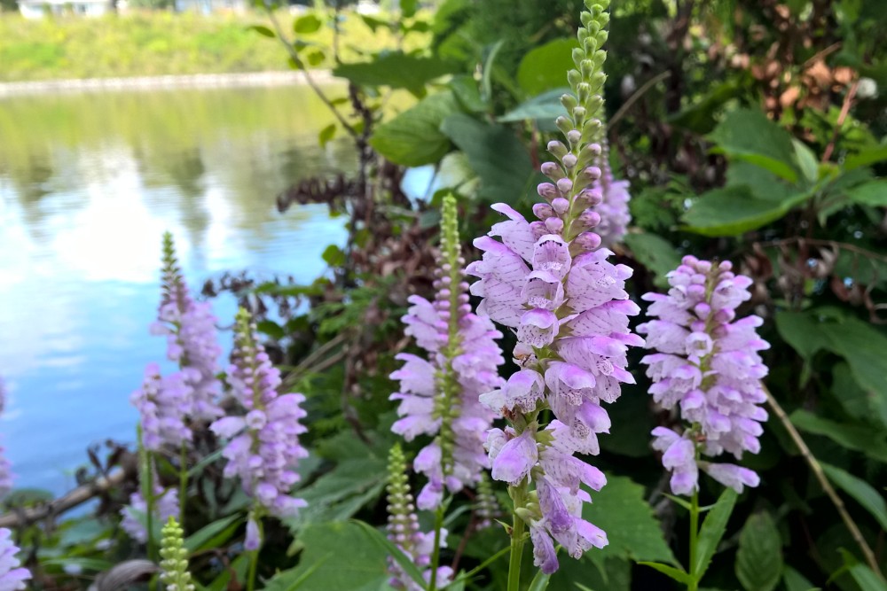 obedient_plant